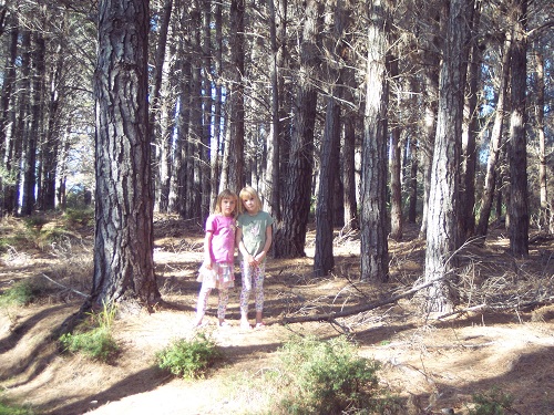 Seacliffs woodlot